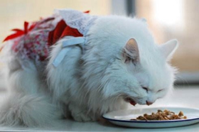 蒂凡尼貓咳嗽怎么治療 蒂凡尼貓咳嗽治療方法