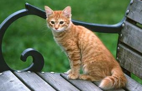 美國剛毛貓睡覺抽搐怎么回事 睡覺抽搐原因詳解