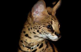 阿舍拉貓眼睛變紅怎么回事 阿舍拉貓眼睛變紅原因介紹