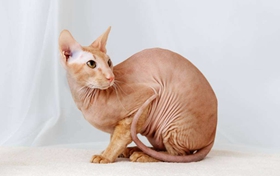 為什么彼得禿貓眼睛渾濁 彼得禿貓眼睛渾濁解決辦法