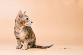 東方貓有狂犬病嗎 大部分貓咪都有狂犬病