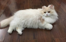 英國長毛貓患了結(jié)膜炎怎么辦 結(jié)膜炎解決辦法