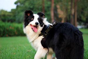 邊牧怎么驅(qū)蟲