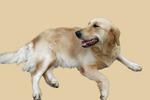 金毛犬怎樣預防皮膚病