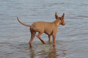 給狗狗喂藥的正確方法