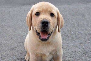 拉布拉多要打幾次疫苗