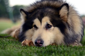 讓狗狗抓破了皮怎么辦