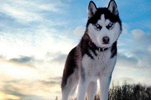 如何喂哈士奇吃藥