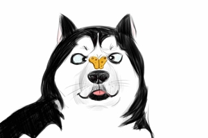 怎么給哈士奇上眼藥水