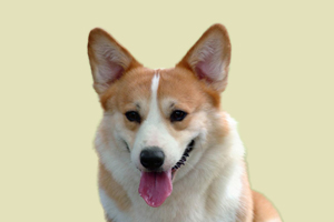 如何教柯基恭喜