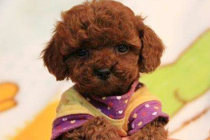 泰迪消化不良什么癥狀