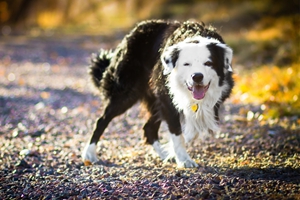 狗狗不肯吃藥怎么辦