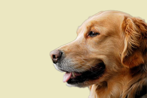 如何給金毛犬驅(qū)蟲