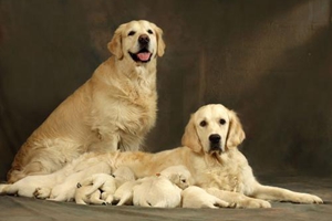 被金毛抓傷了怎么辦