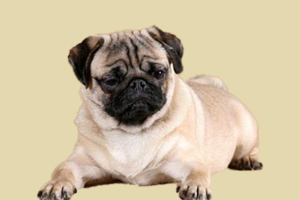 巴哥犬如何預(yù)防皮膚病