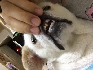 狗狗牙周炎怎么治療 狗狗牙周炎治療預防方法