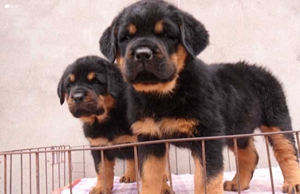 羅威納犬舐觸性皮炎怎么治療 舐觸性皮炎治療方法