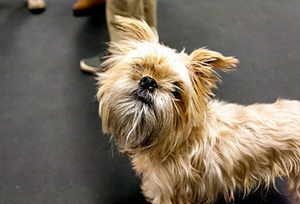 布魯塞爾格里芬犬咳嗽怎么回事