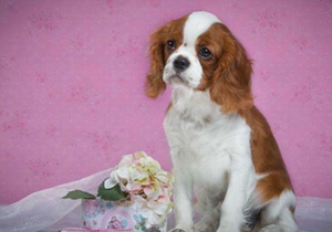 西班牙小獵犬得了心絲蟲病怎么辦