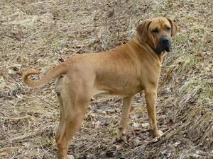 日本土佐犬拉稀怎么辦 日本土佐犬拉肚子解決方法