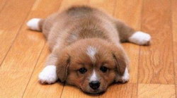 小狗拉稀怎么辦