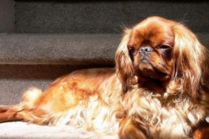 英國玩具獵鷸犬得了口腔炎怎么治療