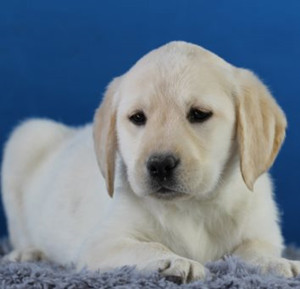 拉布拉多尋回犬翻腸子怎么辦 拉布拉多翻腸子治療方法