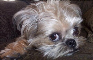 被布魯塞爾格里芬犬咬傷怎么處理