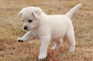 狗狗四肢無力站不起來怎么辦