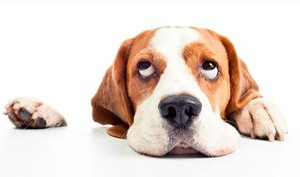 狗狗真菌性皮膚病怎么治療