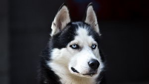 哈士奇皮膚病怎么辦 哈士奇皮膚病治療方法