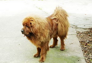 藏獒皮膚病怎么治 藏獒常見皮膚病治療方法