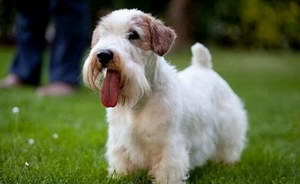 錫利哈姆梗感冒怎么治療 錫利哈姆梗感冒護(hù)理方法