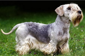 錫利哈姆梗有牙結(jié)石怎么辦 錫利哈姆梗牙結(jié)石預防治療方法