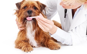 狗發(fā)燒的癥狀