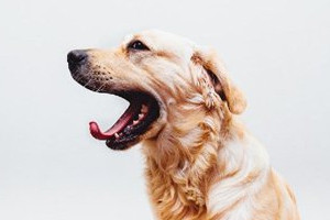 狗狗打噴嚏怎么辦