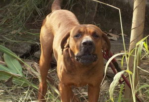 日本土佐犬怎么驅(qū)蟲 日本土佐犬驅(qū)蟲方法