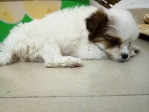 犬冠狀病毒癥狀怎么治療