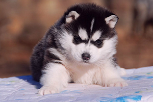 怎么給哈士奇幼崽洗澡