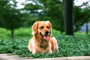 狗狗生產(chǎn)后怎么護(hù)理