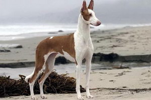 伊比贊獵犬發(fā)燒怎么解決 伊比贊獵犬發(fā)燒處理方案