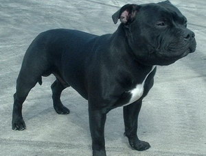 斯塔福郡斗牛梗感冒怎么辦 斯塔?？ざ放９８忻白o理方法