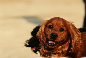 田野小獵犬拉肚子怎么處理 田野小獵犬拉稀治療方法
