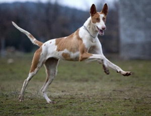 伊比贊獵犬有耳螨怎么治療 伊比贊獵犬耳螨治療方法