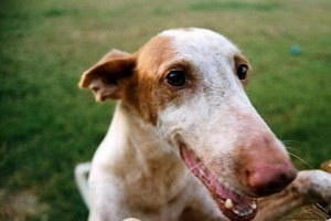 伊比贊獵犬怎么驅(qū)蟲 伊比贊獵犬驅(qū)蟲方法