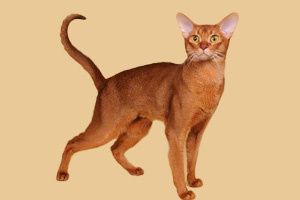 阿比西尼亞貓性格怎么樣