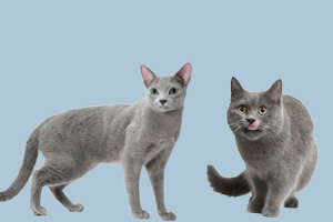 俄羅斯藍貓和英國藍貓的區(qū)別有哪些