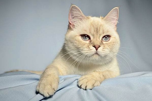 英國(guó)短毛貓性格怎么樣