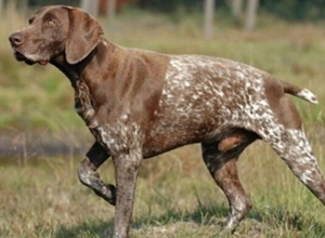 德國短毛波音達身上有跳蚤如何消滅