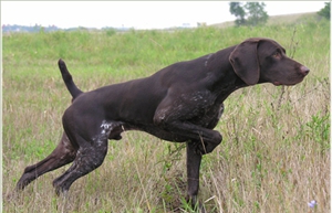 德國短毛波音達發(fā)燒怎么辦 發(fā)燒治療方法